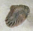 Top Quality Acanthopyge (Lobopyge) Trilobite #21234-1